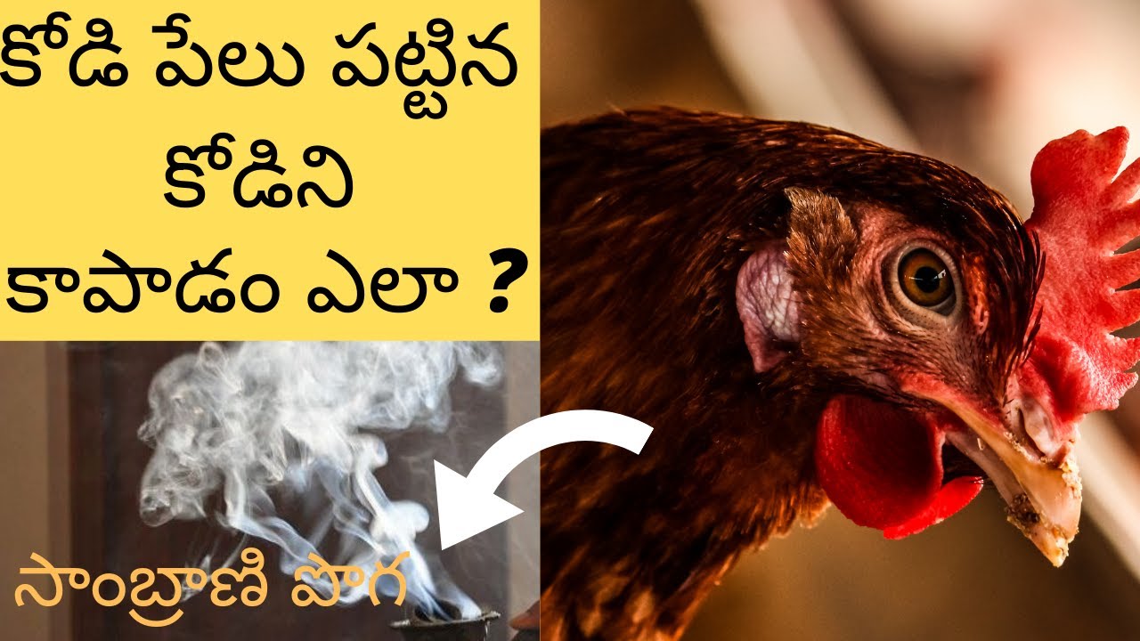 kodipelu nivarana chitkalu |కోడి పేలు పోవాలంటే ఇలా చెయ్యండి | How To Get Rid Of Hen Lice Naturally |