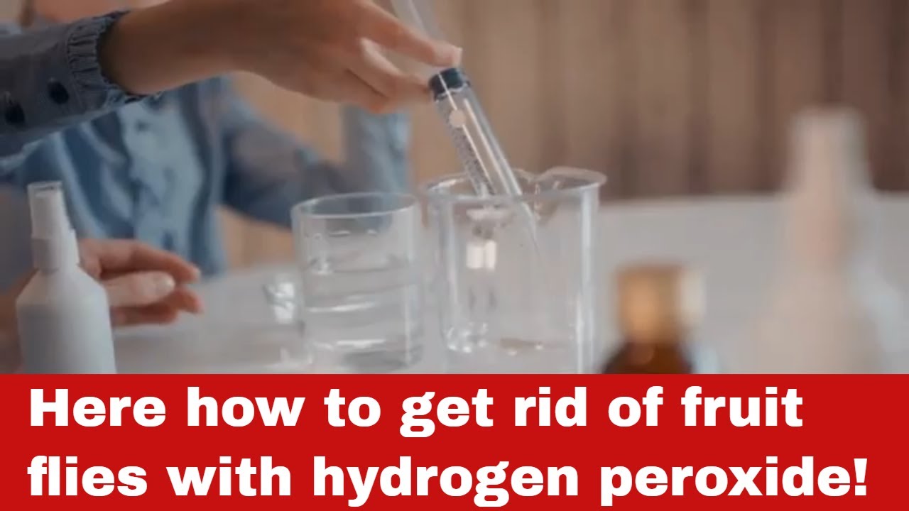 How to Get Rid of Fruit Flies with Hydrogen Peroxide