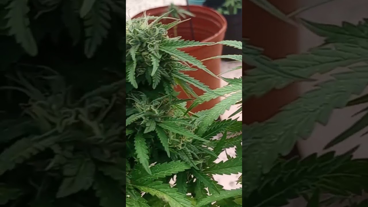 PURPLE CRACK X HOMERS BREATHE Day#48 of Flower #RegGrown #GrowingColas ##420GTGT @dieseljunkie9951
