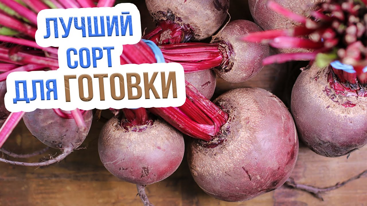 ТОП 5 самых вкусных сортов свеклы! Лучшие сорта свеклы для открытого грунта