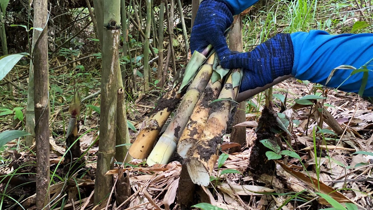 หาหน่อไม้ไร่ริมห้วยน้อย ออกดีขนาดจ้า มีแต่หน่อใหญ่ๆจ้า