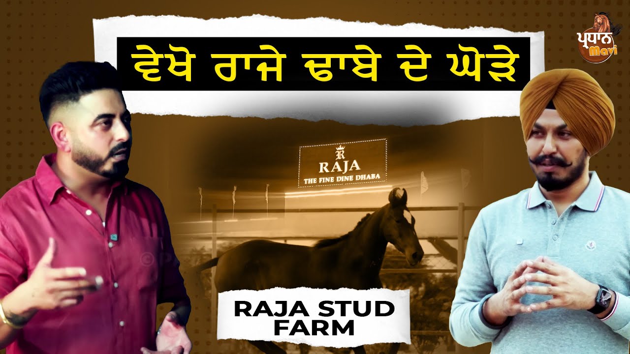 ਰਾਜੇ ਢਾਬੇ ਦੇ ਟੋਪ ਦੇ ਘੋੜੇ ਵੇਖੋ | 3 ਸਾਲ ਵਿੱਚ ਸਿੱਖ ਲਿਆ 30 ਸਾਲ ਦਾ ਤਜਰਬਾ | Pardhan Mavi | Raja Stud Farm 