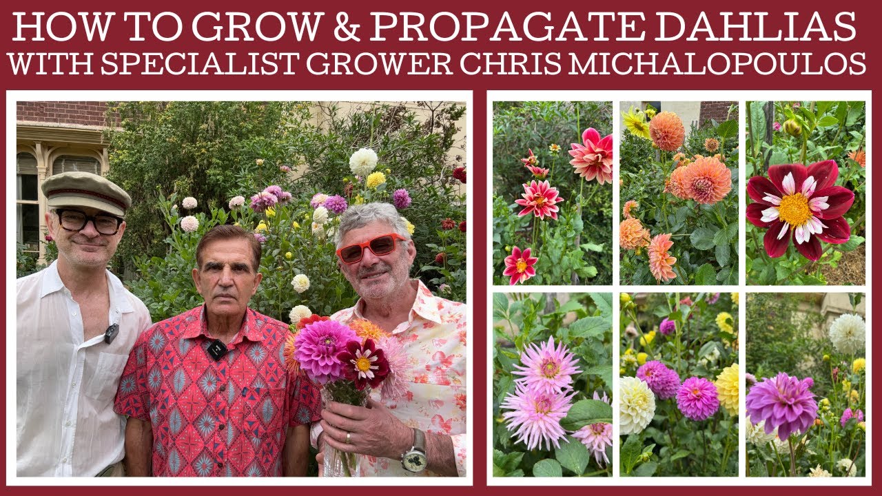 How to grow and propagate Dahlias with specialist grower Chris Michalopoulos!