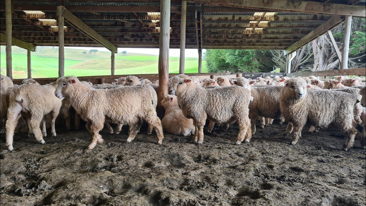 Weaning part 2, crutching and shearing.
