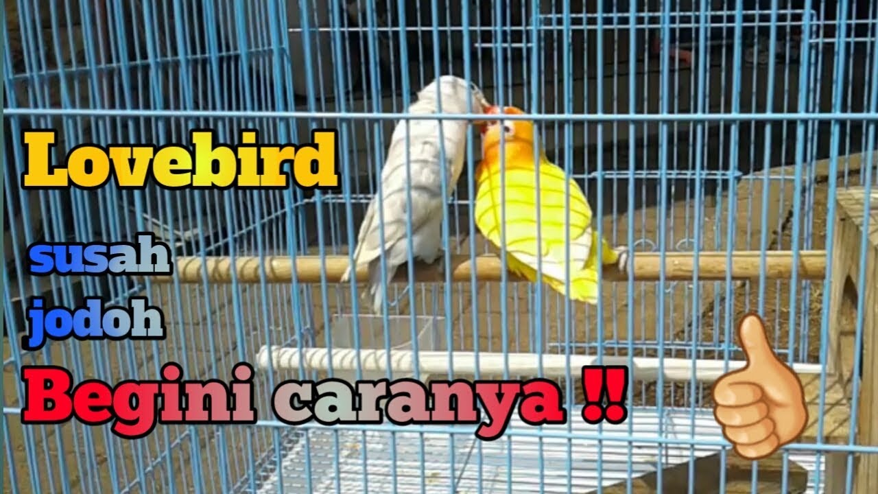 Cara Menjodohkan burung Lovebird yang benar