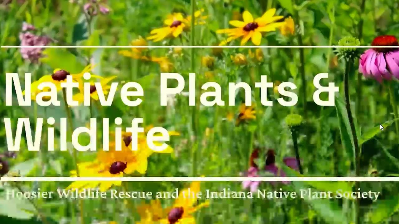 Native Plant Habitat During Wildlife Baby Season