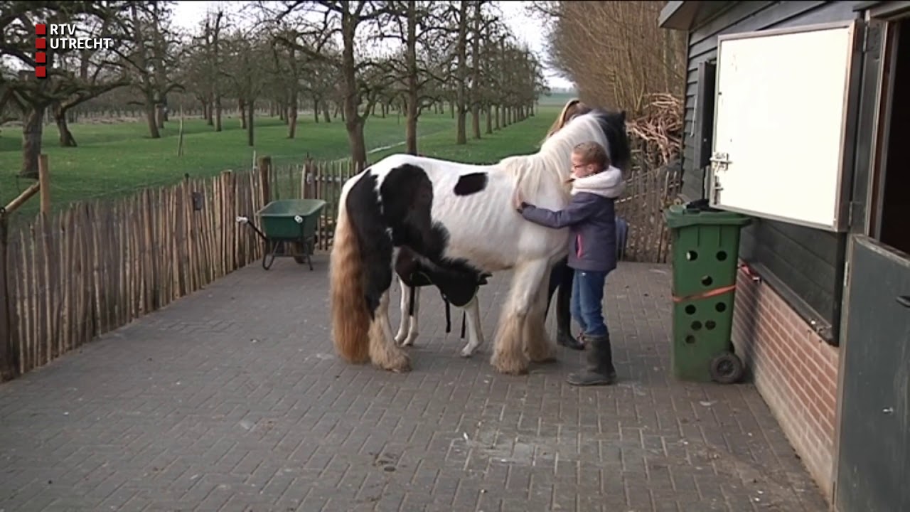 Wonder in Tull en 't Waal: paard bevalt uit het niets van veulen | RTV Utrecht