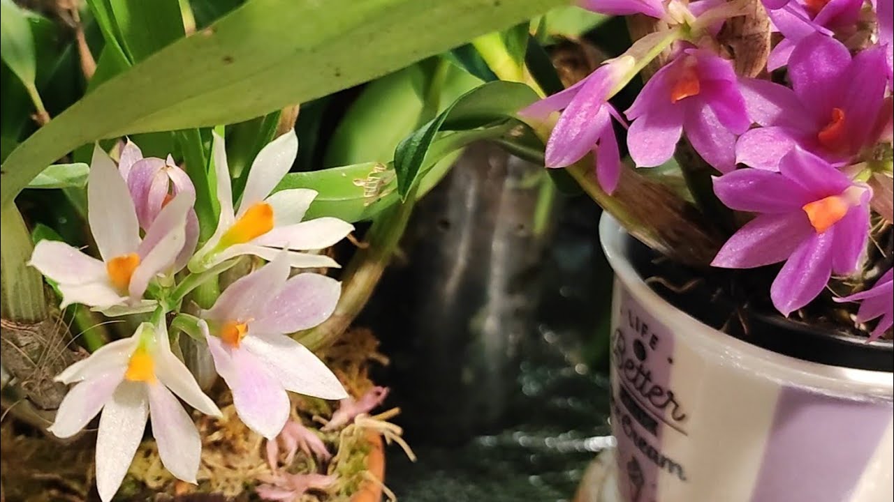 Dendrobium bracteosum  и Dendrobium Hibiki.
