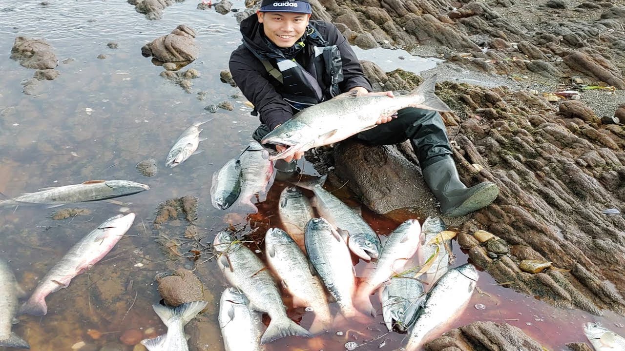 鮭の入れ食いで大変なことに…
