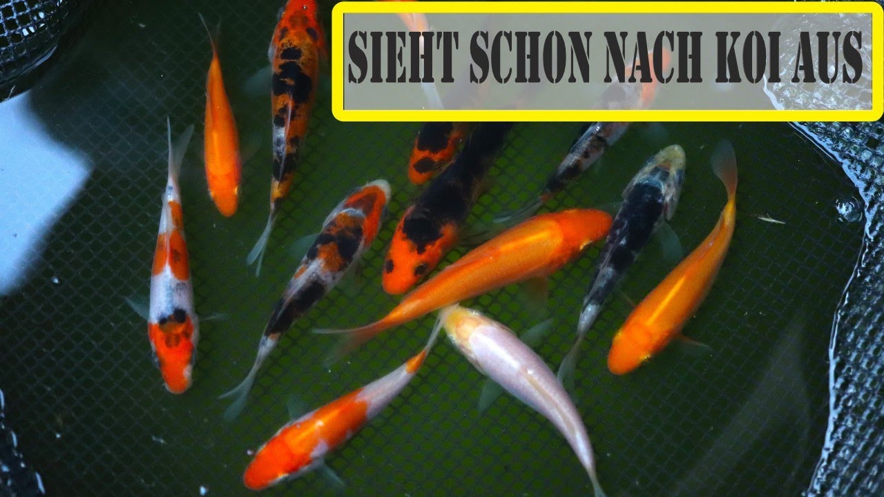 Selecting koi from your own breeding