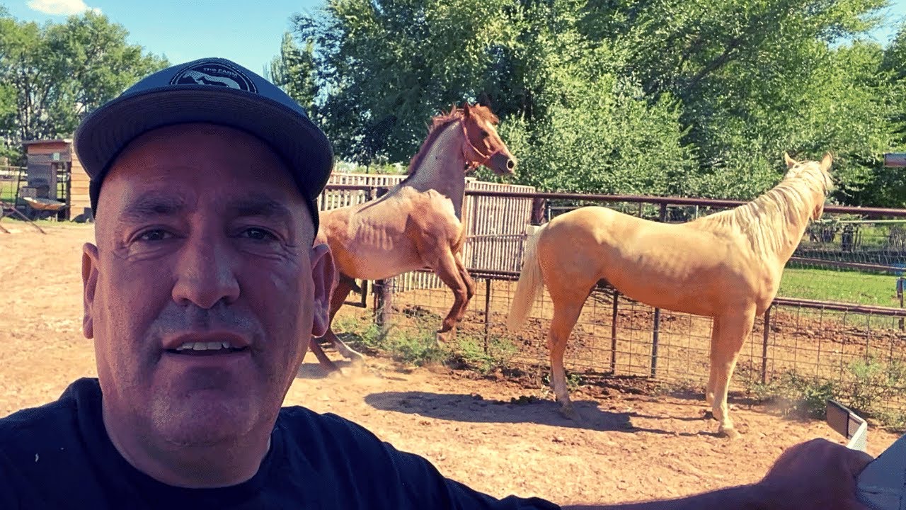 MEET THE STUDS on the FARM!