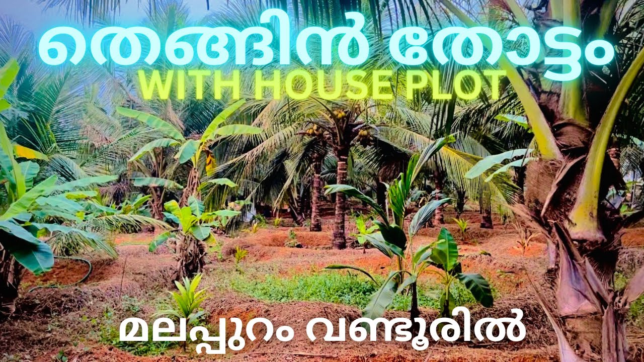 കുറഞ്ഞ വിലയിൽ തെങ്ങിൻ തോട്ടം with house plot വിൽപ്പനക്ക് ￼