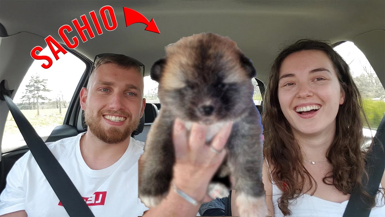 On accueille notre Chiot AKITA INU !! (SACHIO)