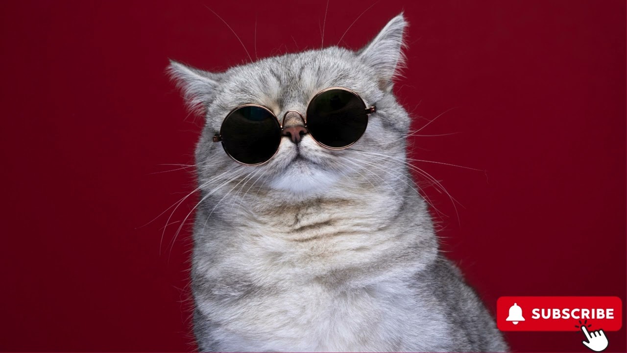 Catisfaction (feat. Raizon) - Neko Fuzz