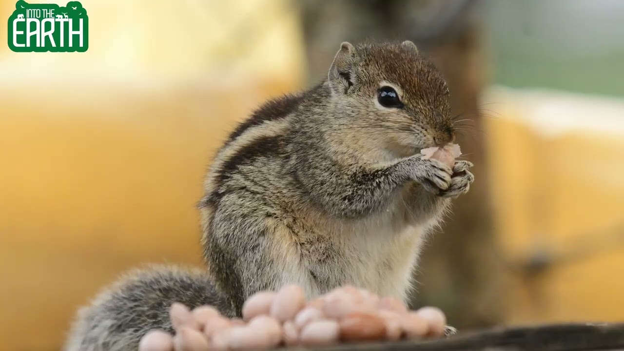 The Indian Palm Squirrel | Nature&rsquo;s Tiny Acrobat of India | Wildlife Short by Into the Earth