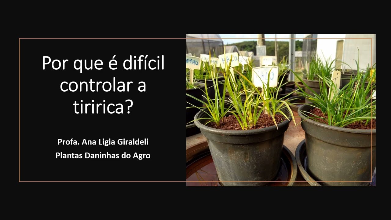 Por que é difícil controlar as tiriricas?