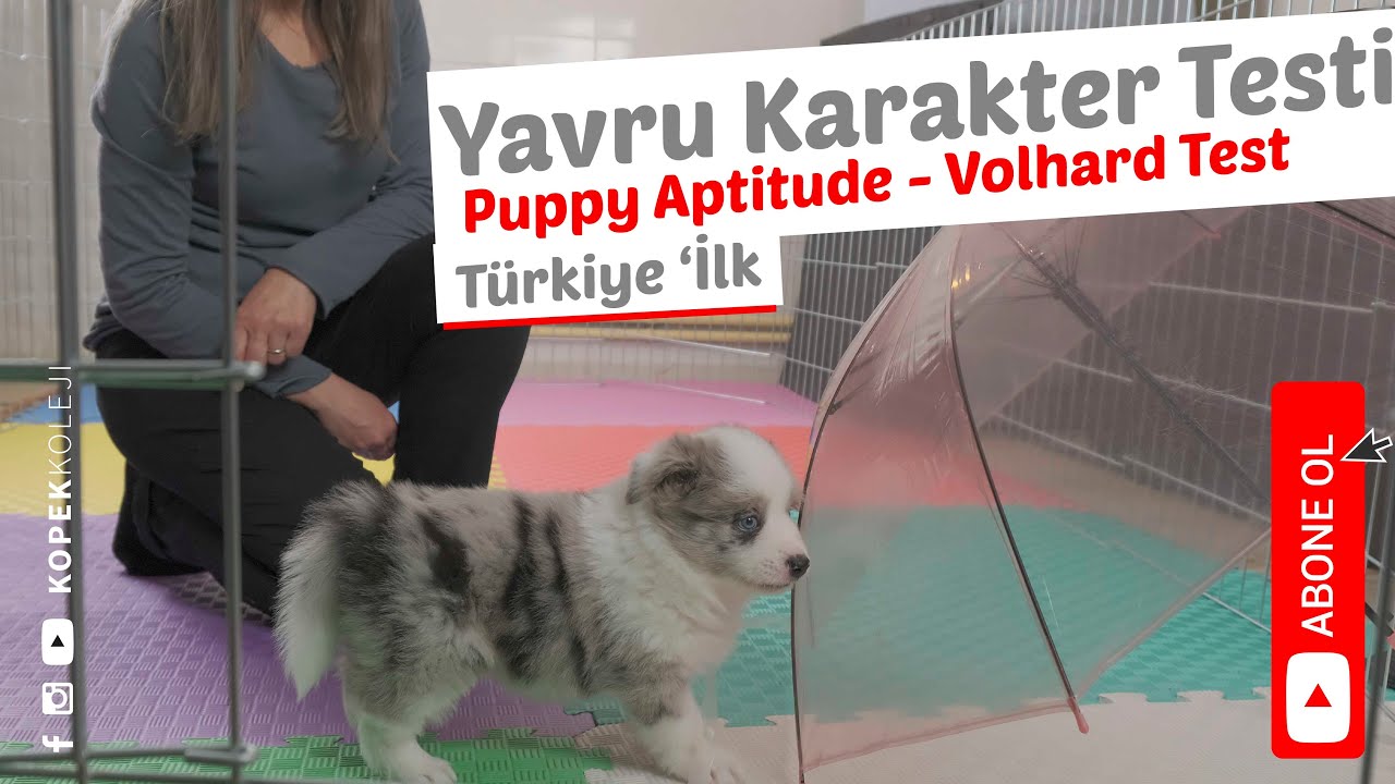 Yavru Karekter Testi (Puppy Aptitude - Volhard Test)