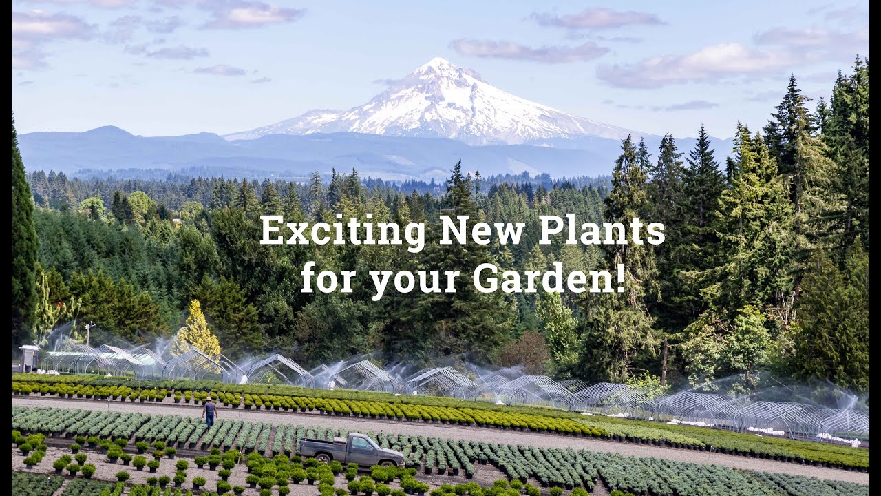 Five must have Iseli Nursery plants for your Landscape!