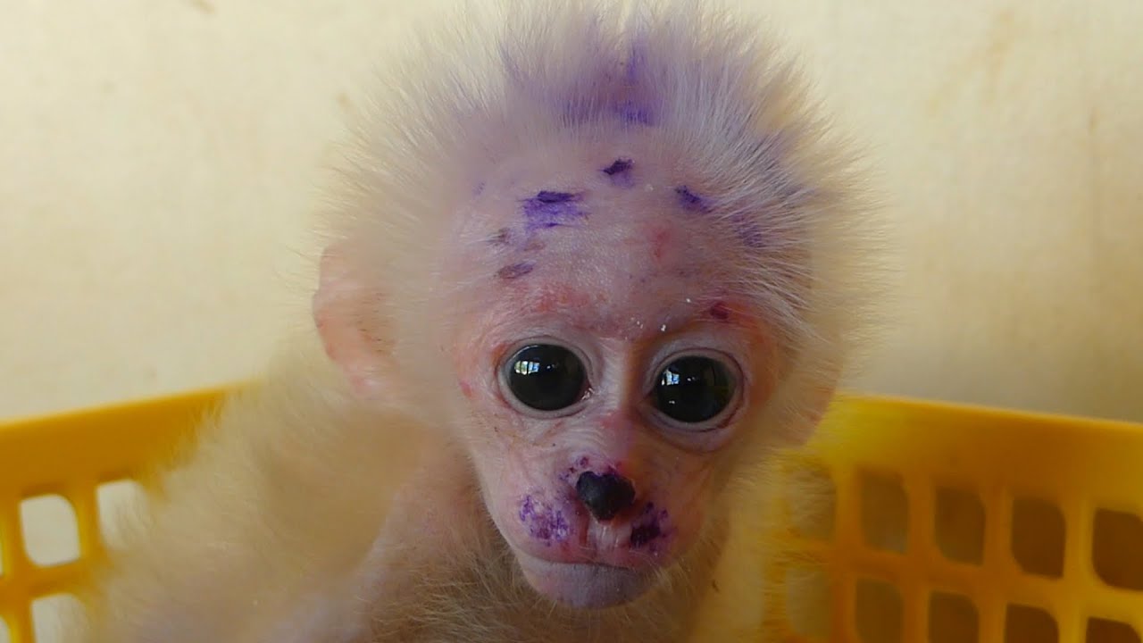 Poor  baby monkey baby hungry milk mom