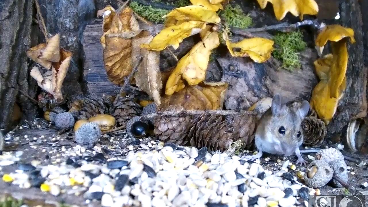 Woodmouse cleaning