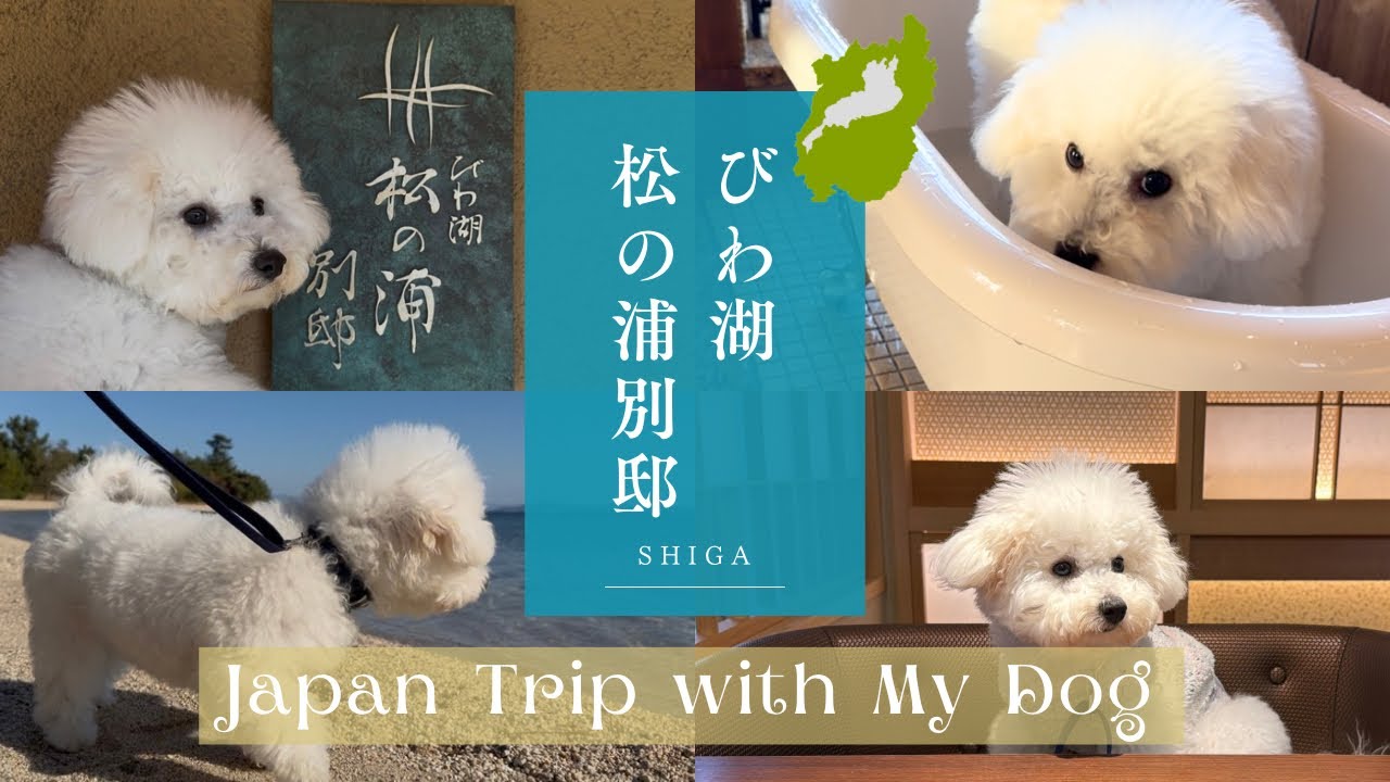【犬旅VLOG】びわ湖松の浦別邸 | 愛犬ビションフリーゼ🐻‍❄️と夫婦で結婚記念日旅行🚗［滋賀県］