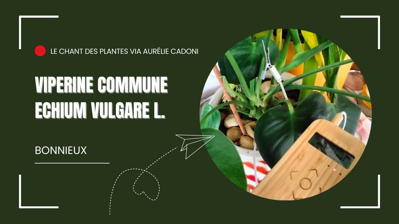 Chant de la viperine commune de la forêt de cèdres de Bonnieux - Aurélie CADONI