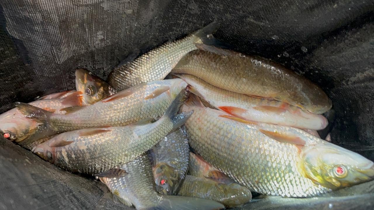 Pesca de bocachico y Patalo 2026 peces que suben del rio Magdalena the best fishing for big catches