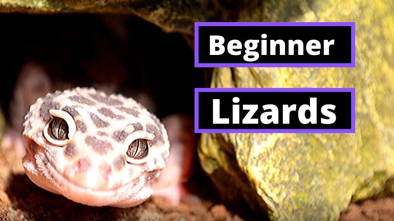 Top 5 Lizards For Beginner Keepers