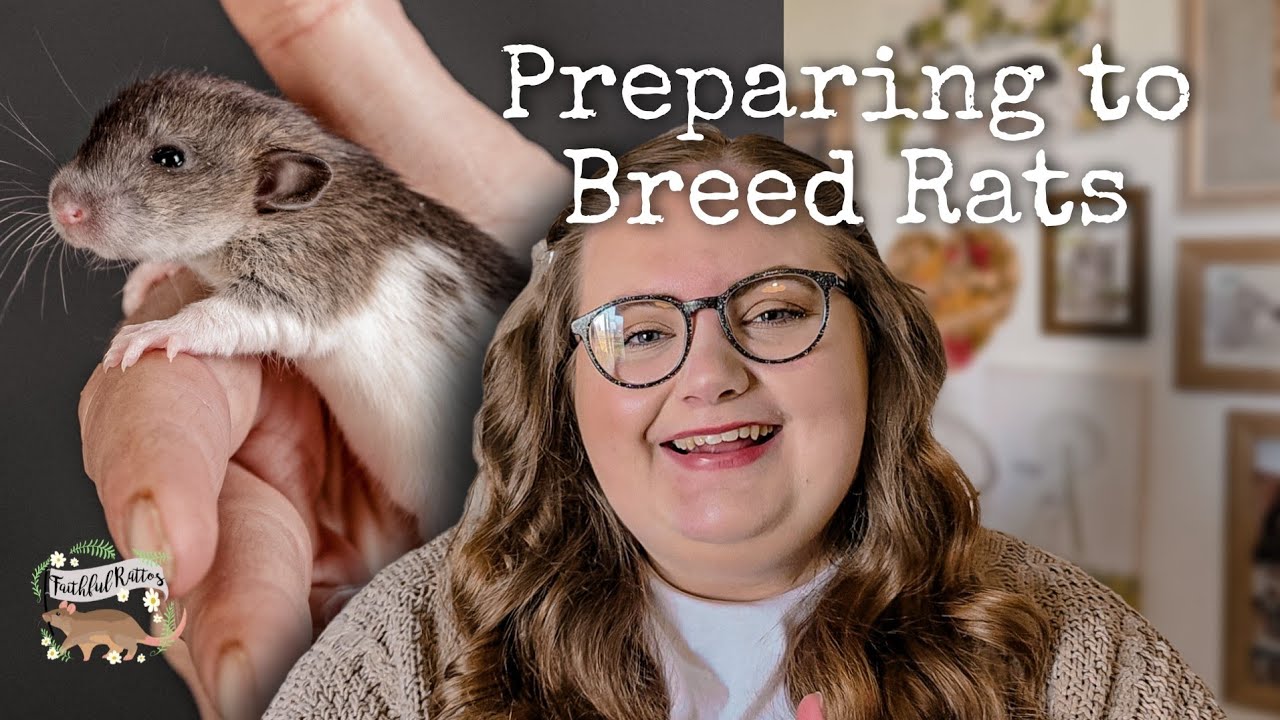 How I've prepared to breed rats ethically...🐀