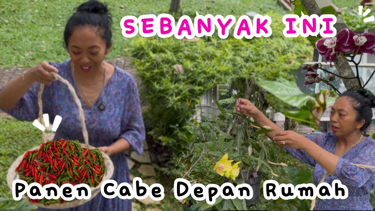 GAK NYANGKA‼️BISA PANEN CABE SEBAYAK INI 🌶️🌶️