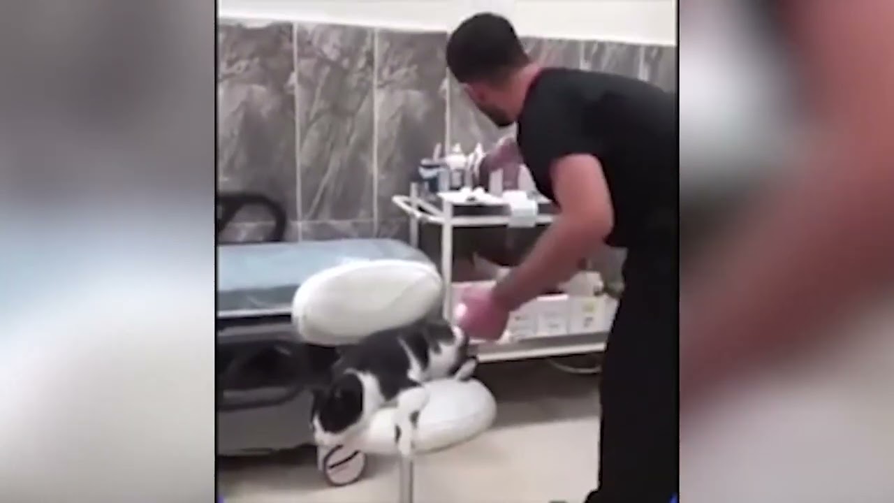 Il gatto con una zampa rotta entra al pronto soccorso per farsi medicare