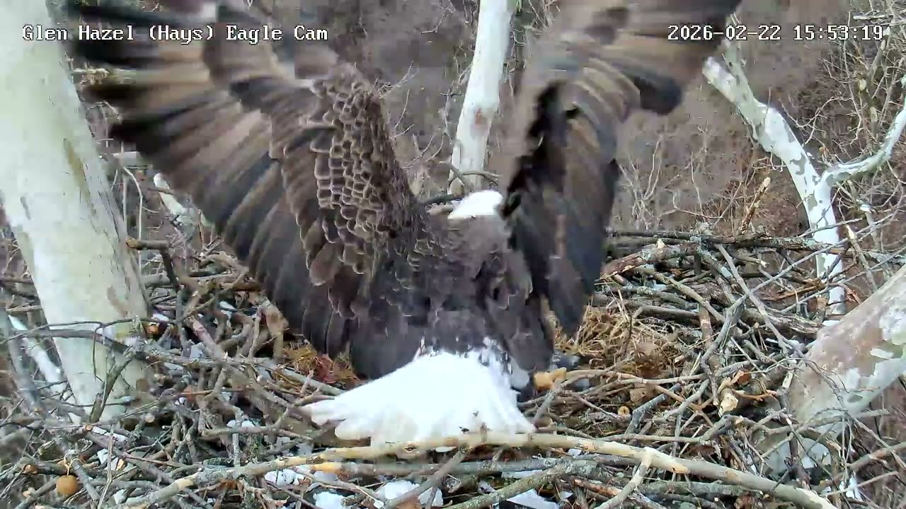 Glen Hazel Eagles (Hays) Mom chatters as HM2 brings pigeon gift 2.22.26