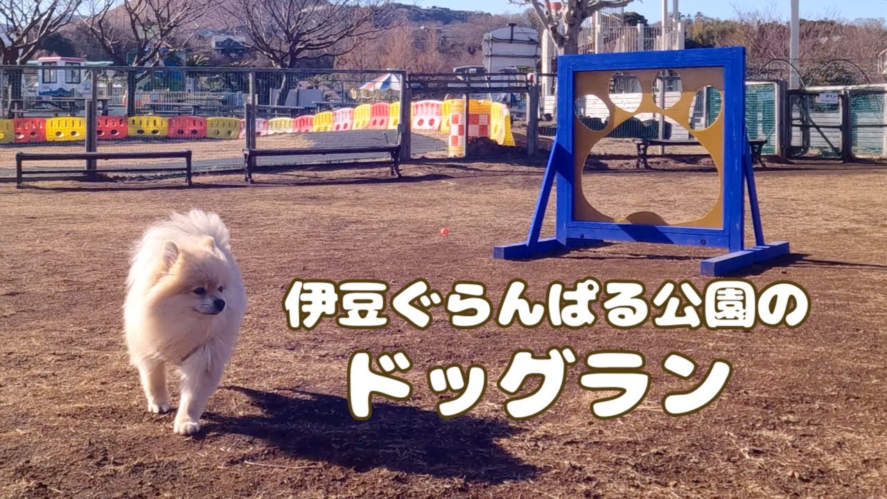 伊豆ぐらんぱる公園に初めて行ったポメラニアン！