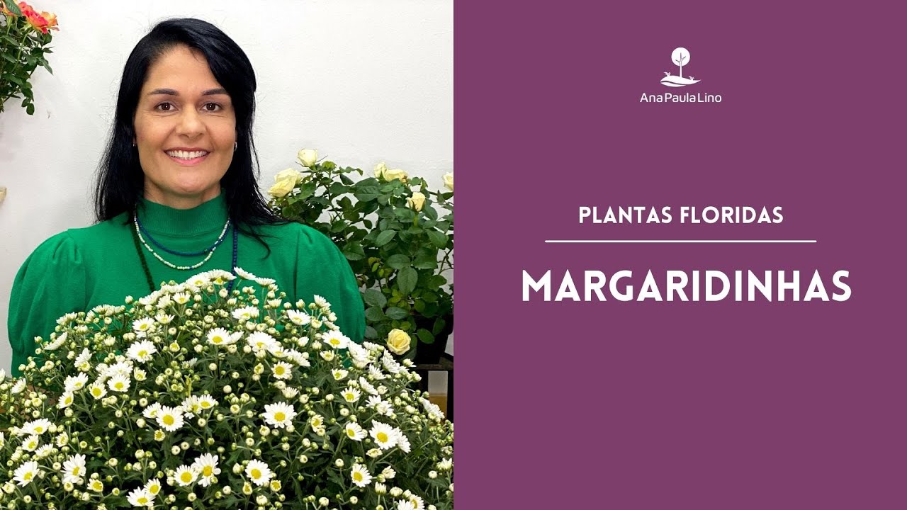 PLANTAS FLORIDAS: Como cuidar das Margaridinhas?