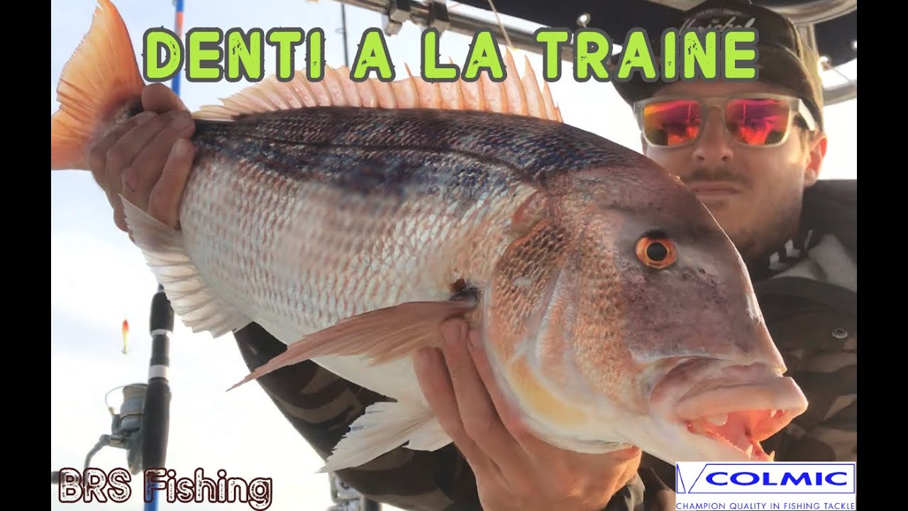 Denti en traine lente au vif avec la Colmic Acid Troll pro light