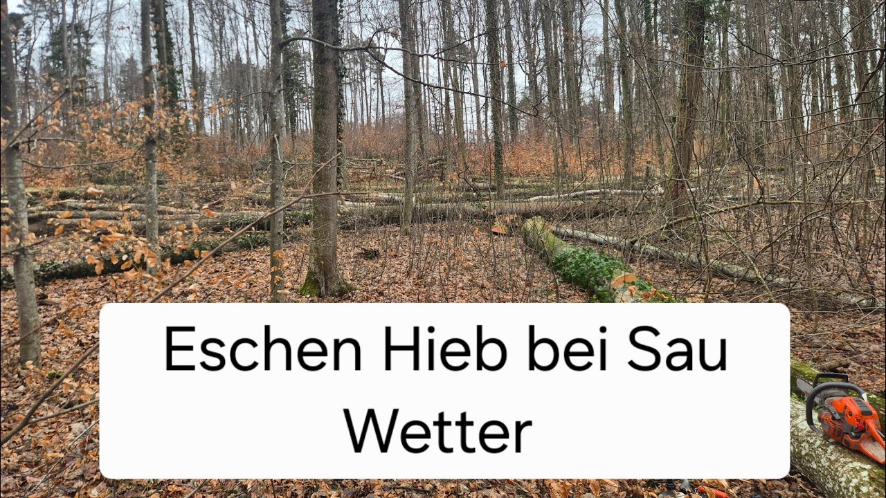 Eschen Einschlag bei Bescheidenem Wetter