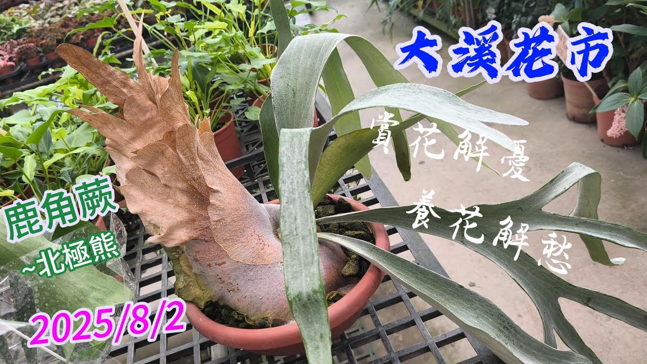 2025/8/2/桃園大溪花市/大溪花市/鹿角蕨/捲葉毬蘭/紫薇/荷花/睡蓮/薑荷花/紅花玉芙蓉/珍珠寶蓮/沙漠玫瑰/大岩桐/晚香玉/大章魚樹蘭/玉葉金花/鑽石仙丹/仙人掌/多肉植物(齡齡生活日記)