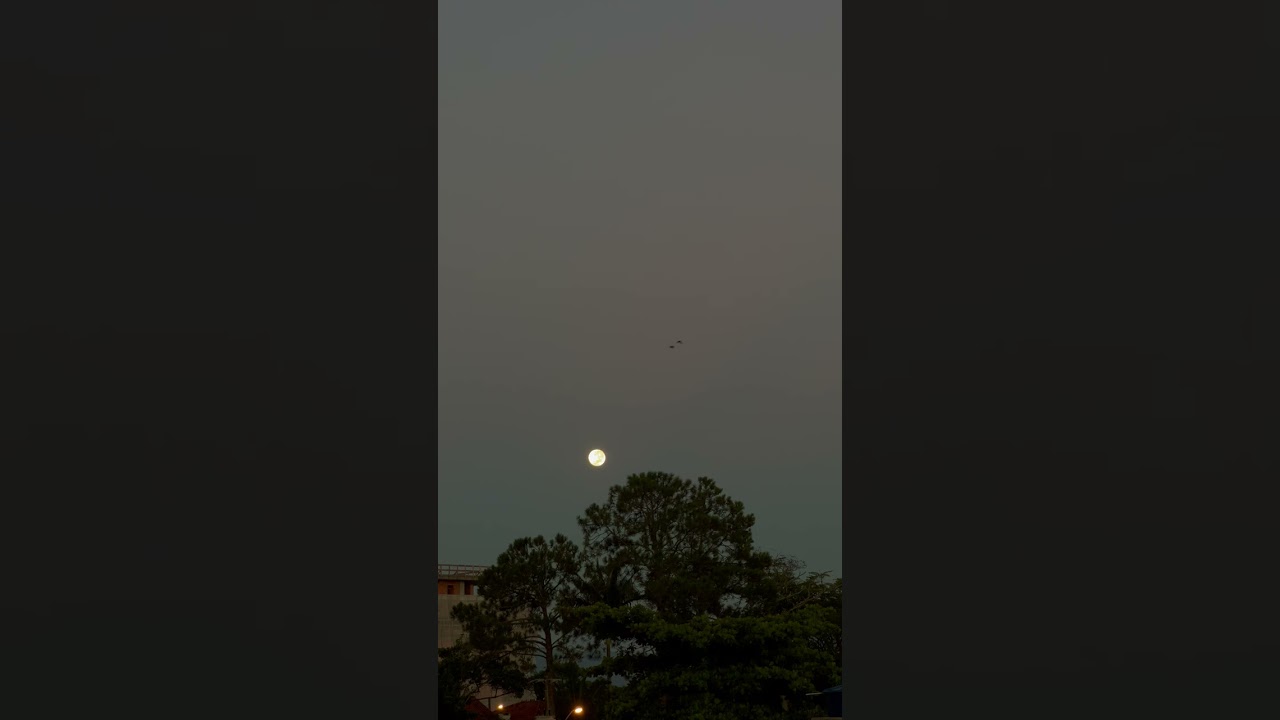 Ocaso da Lua cheia, gorda, linda