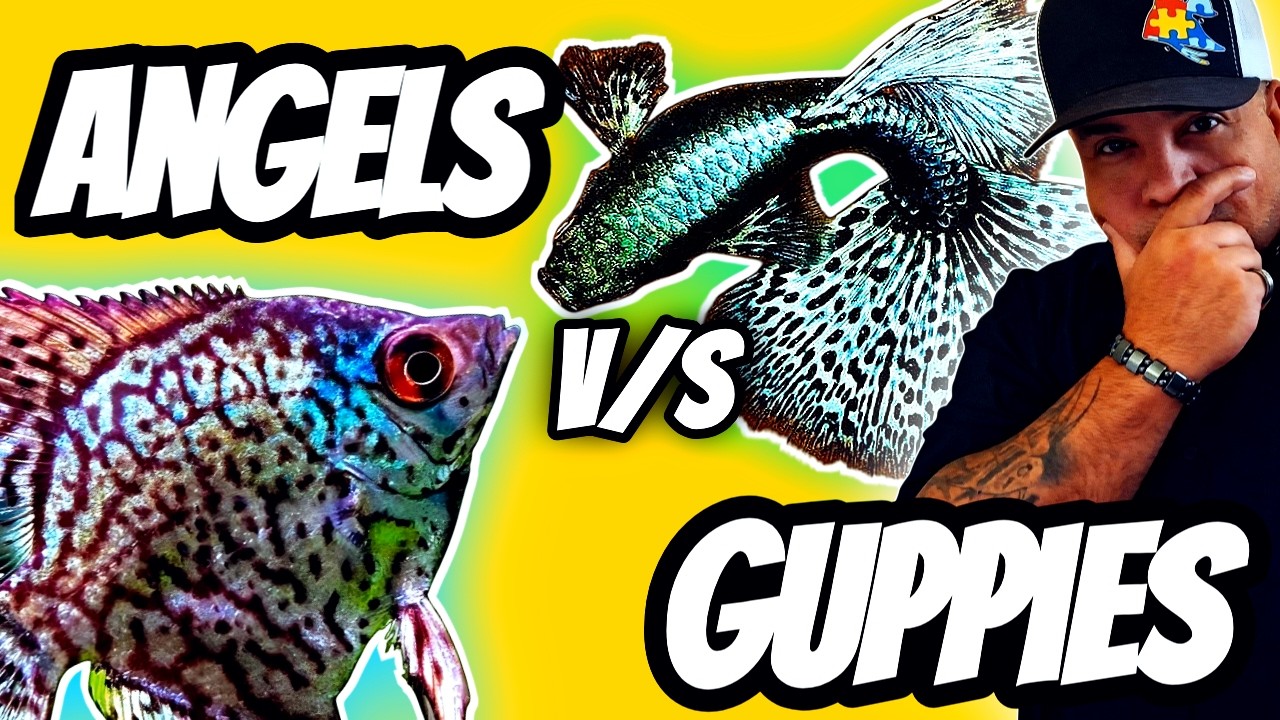 From GUPPIES Breeder To ANGELFISH Breeder: 4 Points That Will MAKE Or BRAKE YOU!