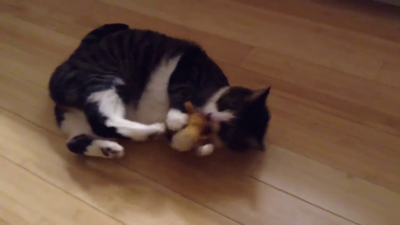 Cat VS Catnip