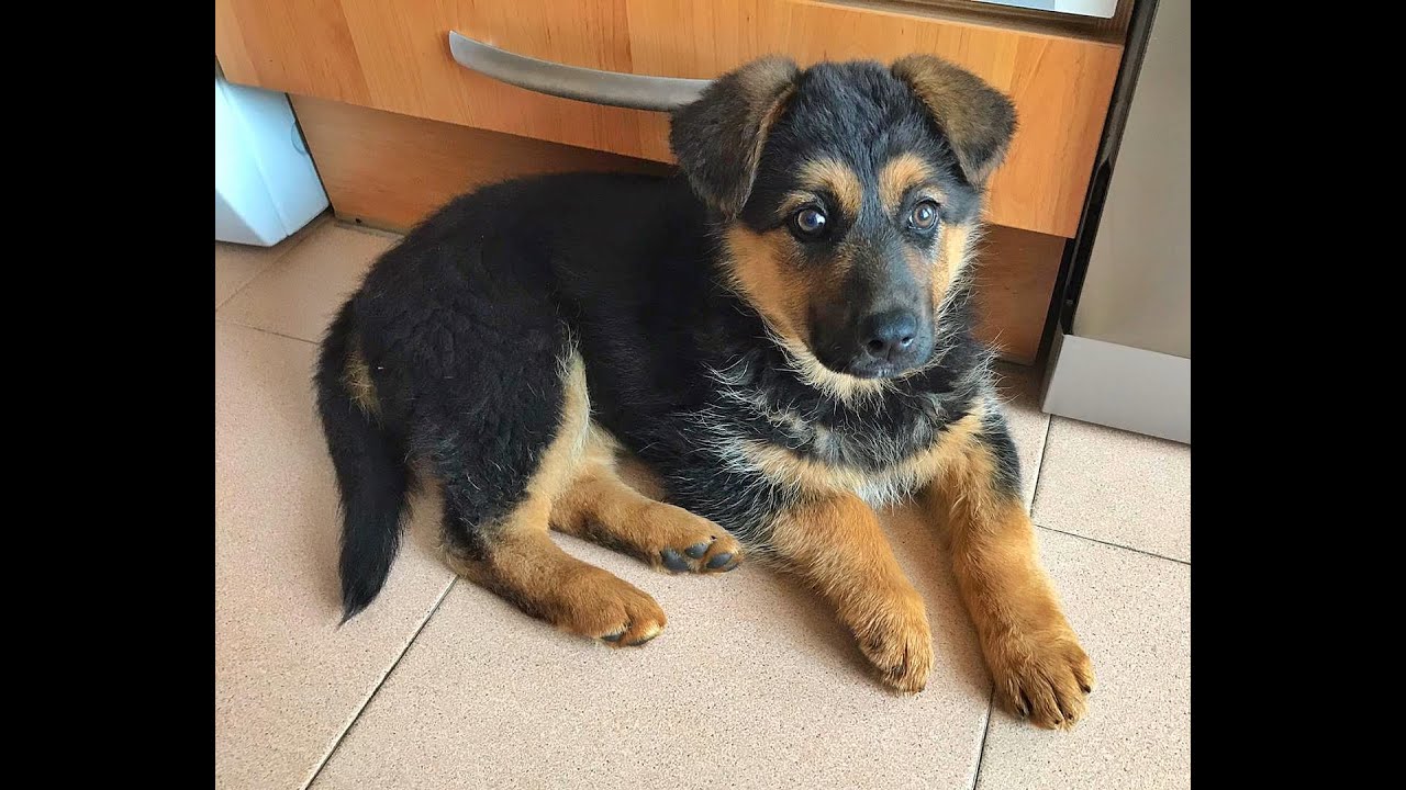 La CACHORRITA LANA busca una FAMILIA | MÁS QUE CHUCHOS