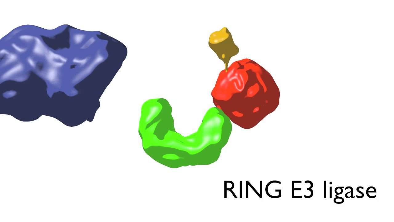 Ubiquitin