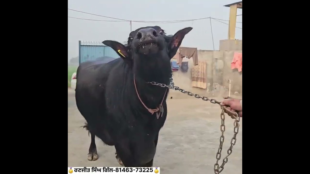 farming #diaryfarming #cow #animalfarming #bullfarm #viral #viralshort #like #subscribe #share 