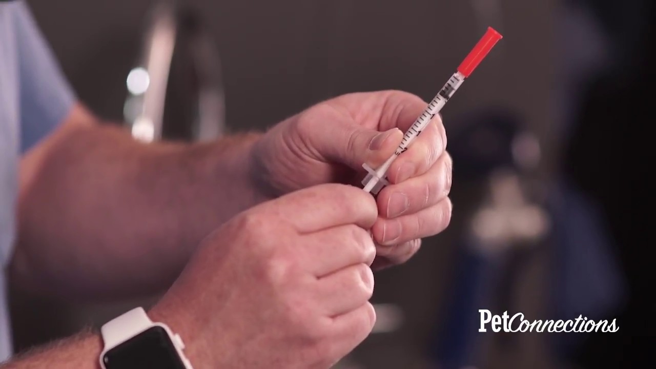 Insulin Use for Dogs and Cats