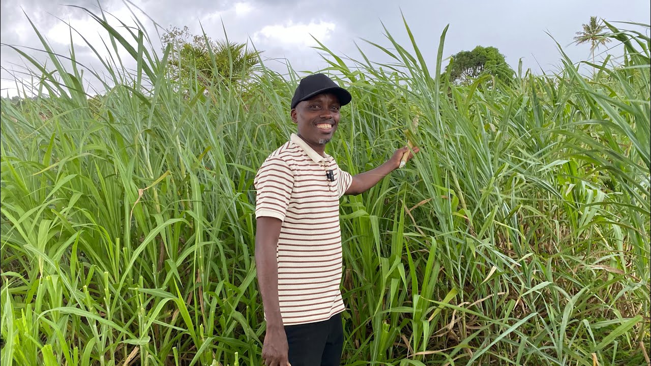 MAJANI BORA ya MALISHO kwa MBUZI, NG’OMBE na KONDOO (SuperNapier grass) | NAMNA ya UPANDAJI MAJANI