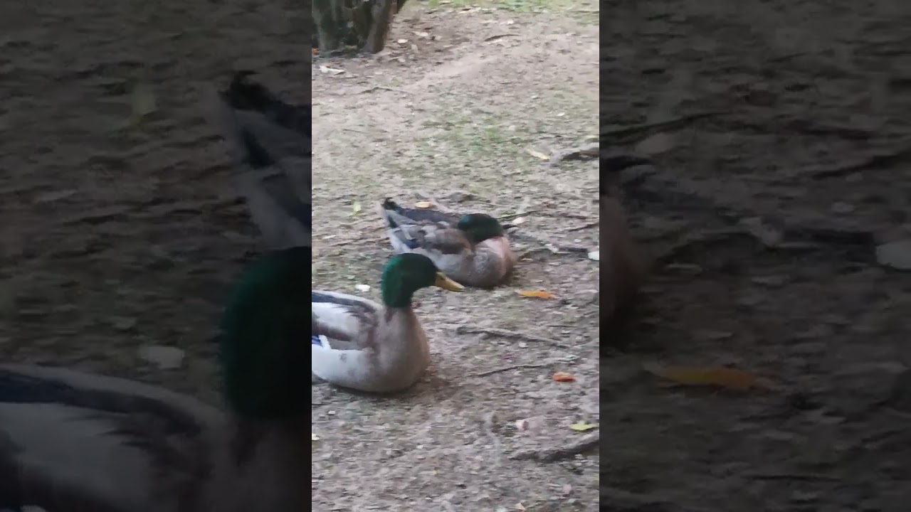 Graznidos patunos al atardecer.
