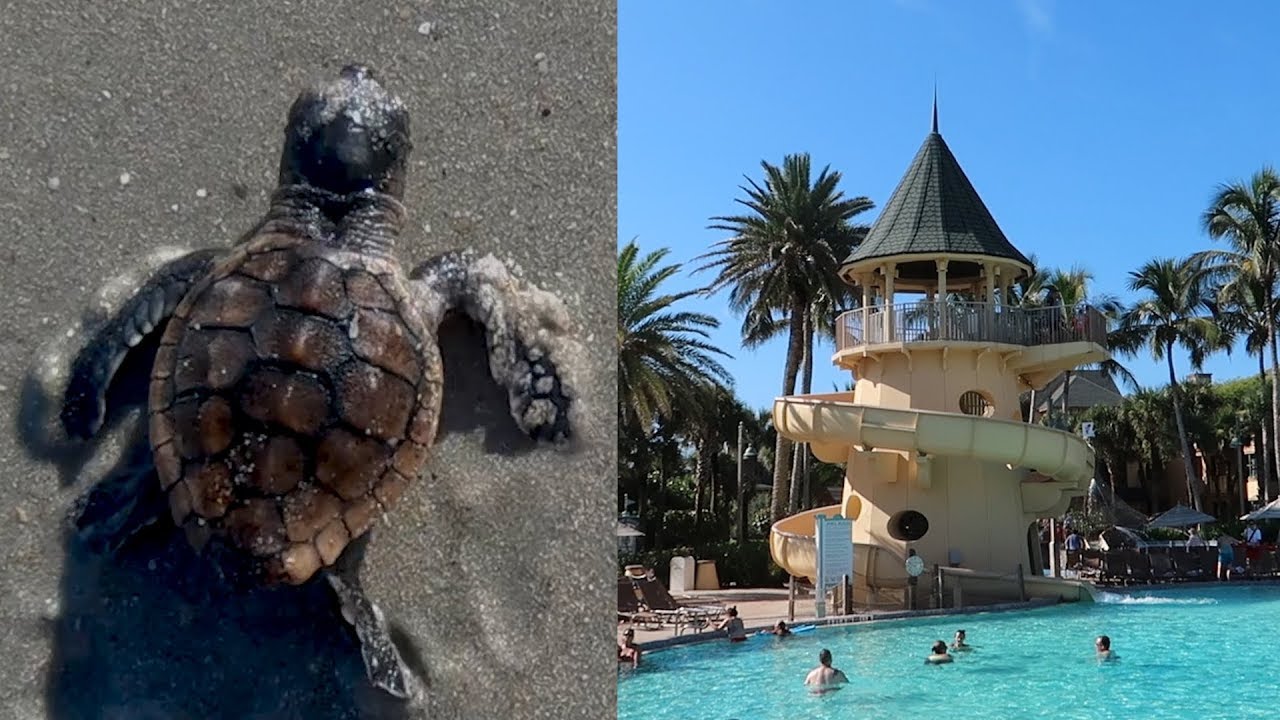 Releasing Turtles Back Into The Ocean & A Detailed Tour At Disney's Vero Beach Resort!