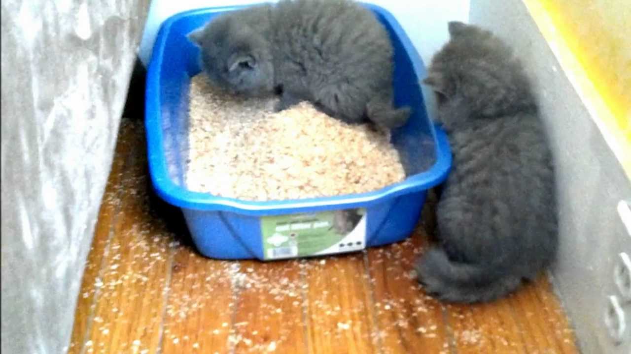 Kitten learning to use the litter box