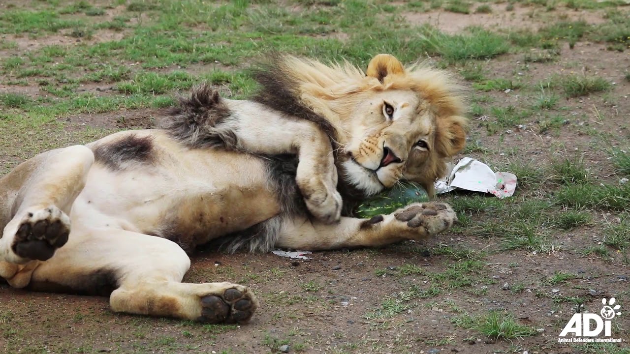 Lions just want to have fun