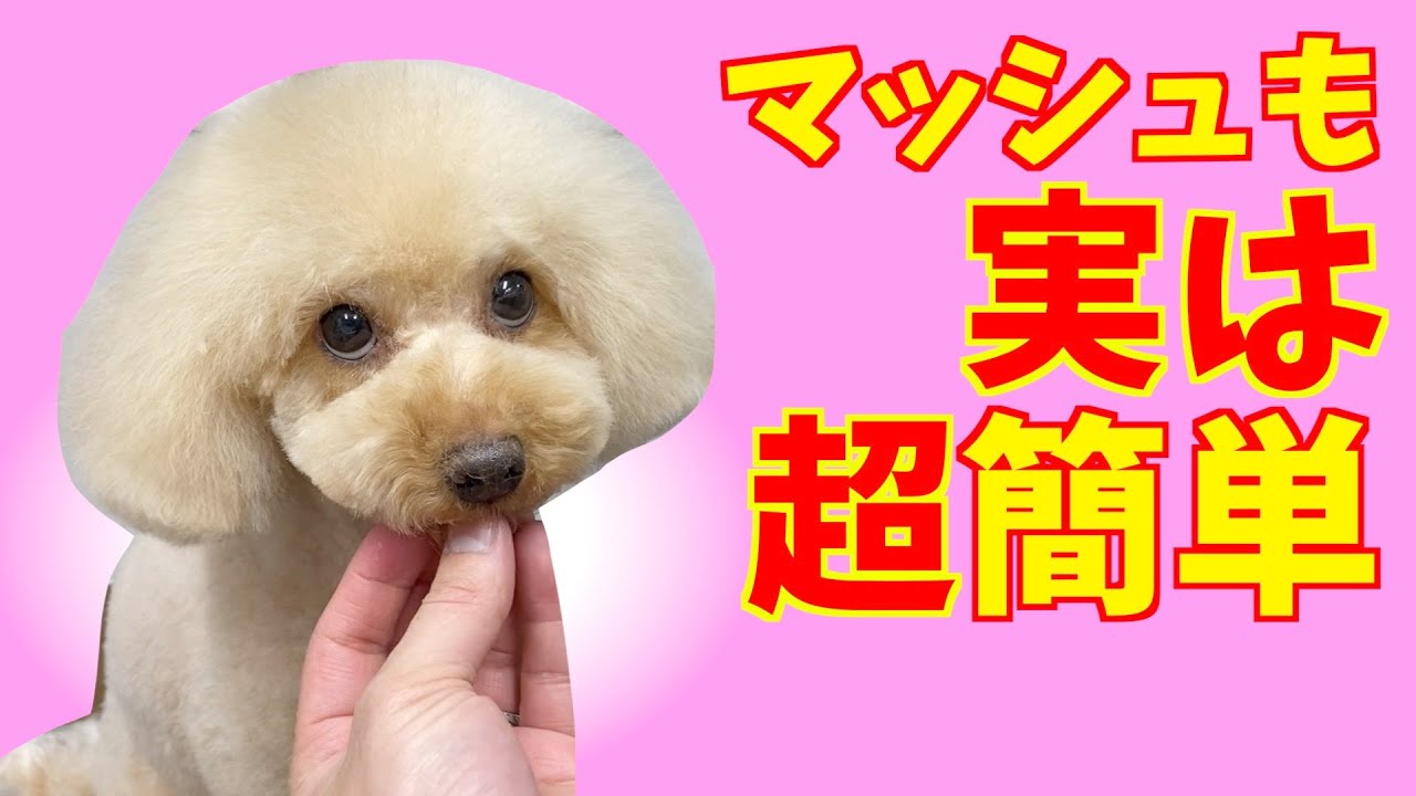 マッシュカットも実は簡単！基礎を押さえていこう♪【トイプードルのトリミング】